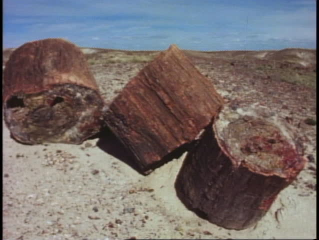 Petrified Forest National Park, medium shot of three log sections