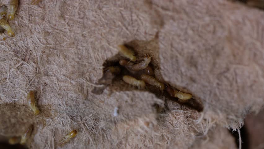 Worker termites, small termites, dry wood termites on old rotting wood.