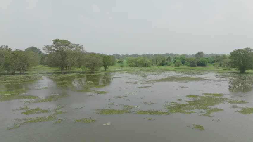 Aerial footage showcasing a vibrant wetland ecosystem with a tall tree surrounded by water and vegetation in Sri Lanka.