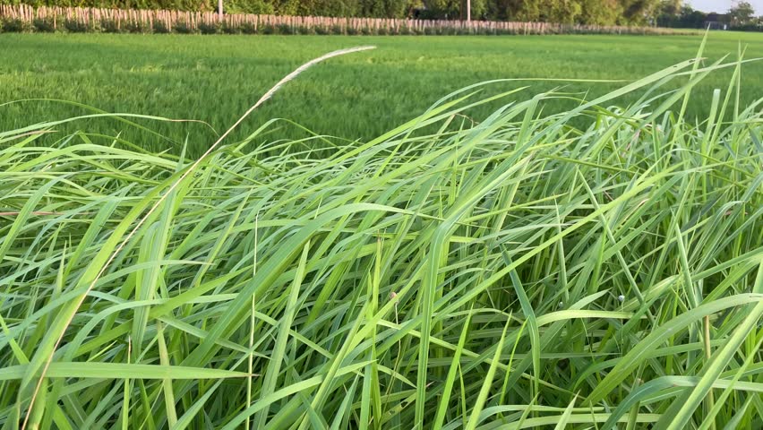 4k video of grass blown by strong winds