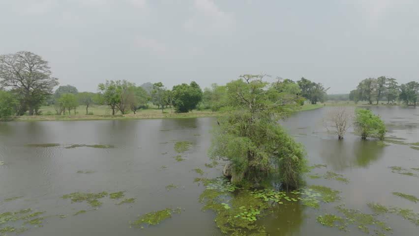 Beautiful aerial footage of wetlands with a large tree surrounded by water and lush tropical greenery in Sri Lanka.