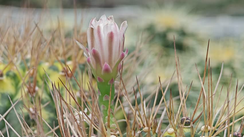 Beautiful cactus on the background