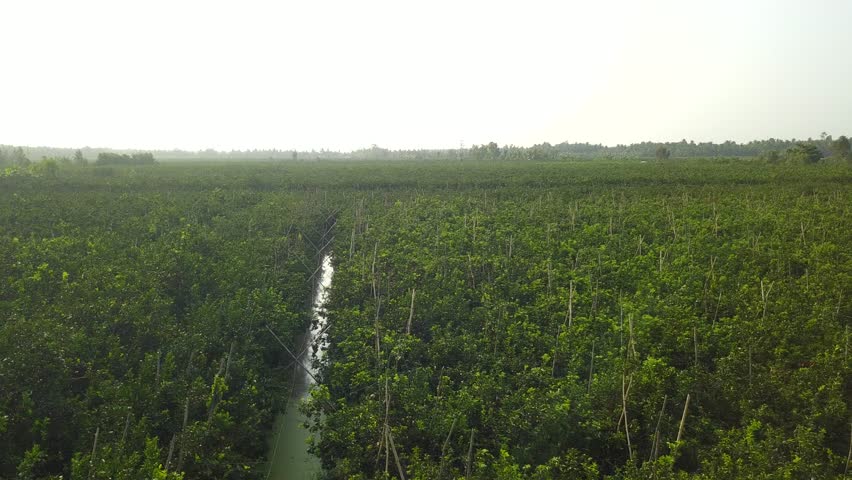 This is orange farm with flycam in Tra Vinh,  Viet Nam