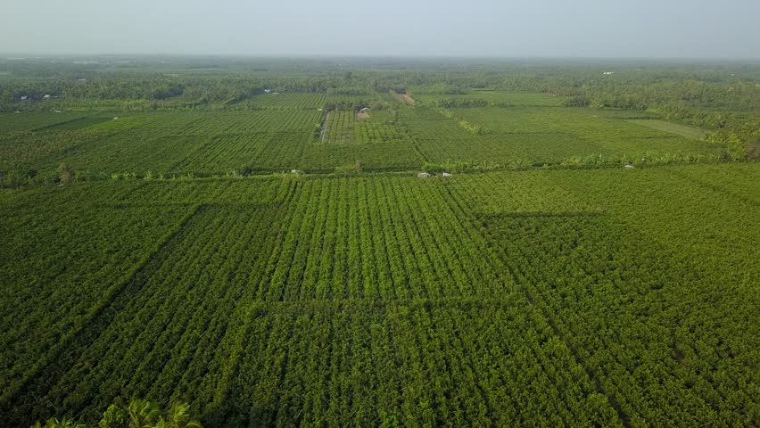 This is orange farm with flycam in Tra Vinh,  Viet Nam