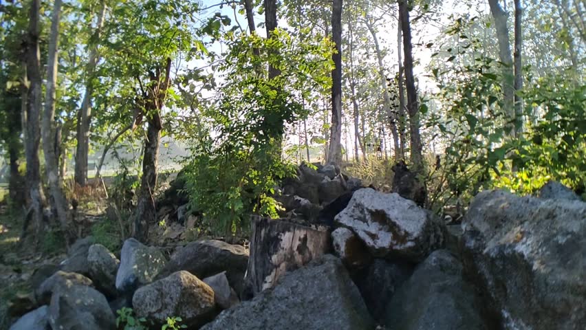Beautiful rocks and trees in the morning sun