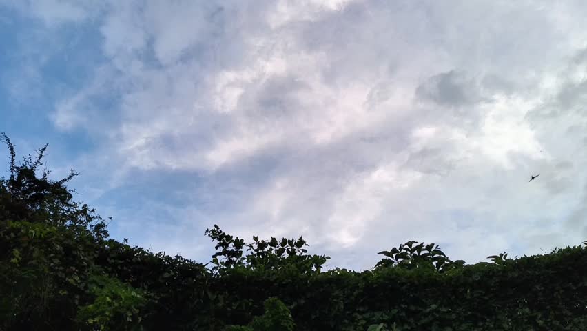 Sky view with treetops and birds flying in the afternoon
