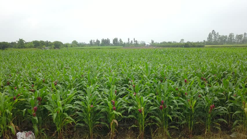 Corn farm used for medicine in An Giang, Viet Nam