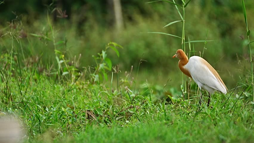 Western Cattle Egret (Bubulcus ibis) hunting insects on ground. Cattle Egrets, Snowy Egrets and beautiful, white Great Egrets fill the trees in a Texas wetland nature preserve. Beautiful video graphy 