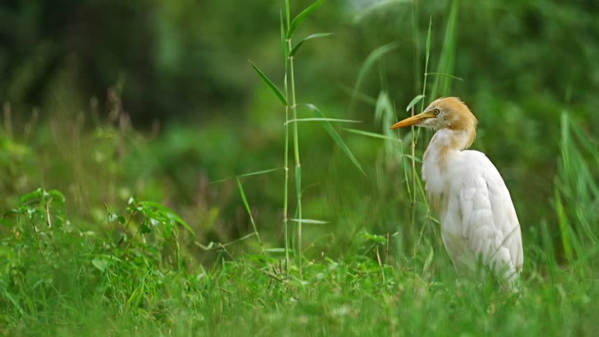 Western Cattle Egret (Bubulcus ibis) hunting insects on ground. Cattle Egrets, Snowy Egrets and beautiful, white Great Egrets fill the trees in a Texas wetland nature preserve. Beautiful video graphy 