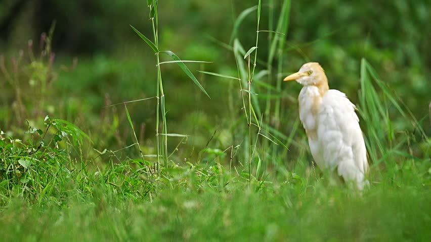 Western Cattle Egret (Bubulcus ibis) hunting insects on ground. Cattle Egrets, Snowy Egrets and beautiful, white Great Egrets fill the trees in a Texas wetland nature preserve. Beautiful video graphy 