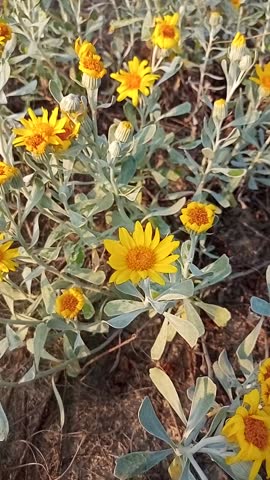 The beach daisy, Senecio crassiflorus, native to coastal dunes with silvery leaves and yellow flowers, Rio Grande do Sul, Brazil.