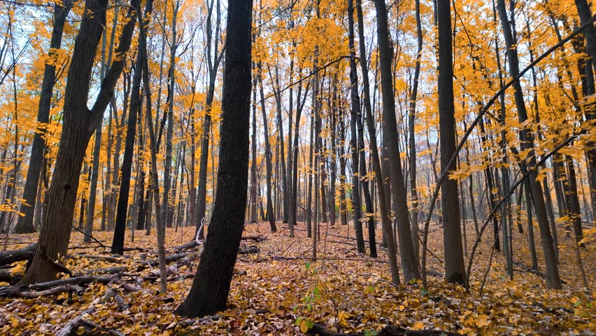 Golden fall foliage in Michigan rural side during late autumn time.