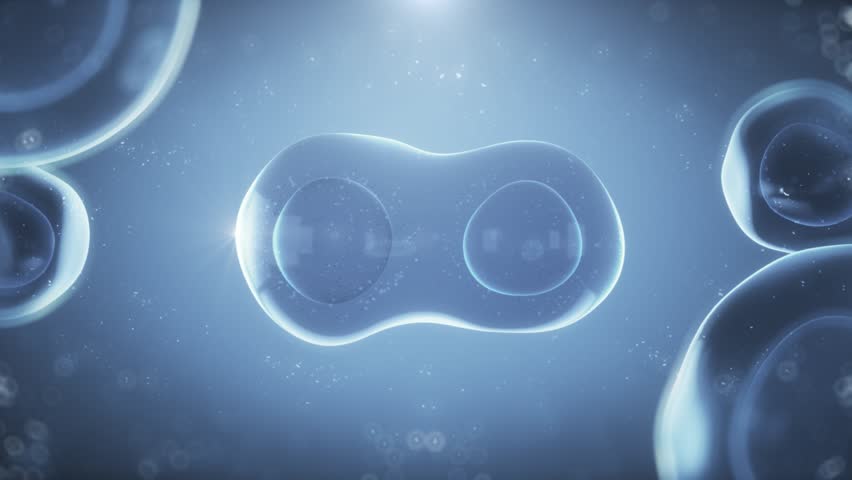Cell cloning, stages of cell mitosis. Stem cells dividing under the microscope.A mother cell reproduces by duplicating its contents and dividing into two new cells called daughter cells. 3d animation.