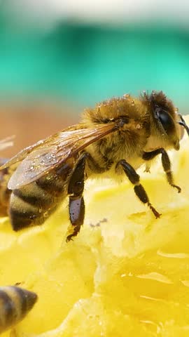 Two bees sit on a golden honeycomb and process and produce bee honey. Close-up. Production of organic bee honey. The concept of a proper healthy diet without sugar