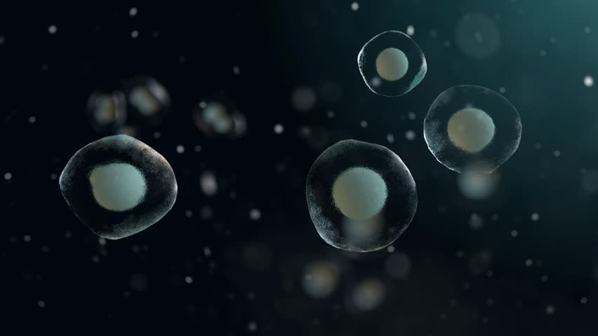 Cell division, stem cell proliferation, reproduction. Microscopic animation of cells in tissue environment, dark background, 3D animation.