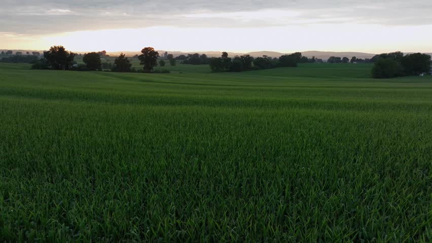 Slow drone flight over green growing and planted maize field in American countryside. Bright sunrise behind hills in distance. Pennsylvania, USA. Low altitude shot.
