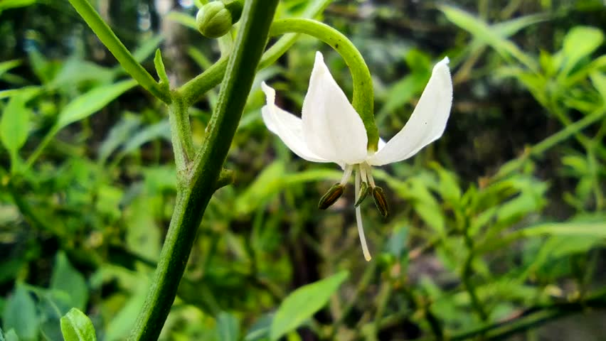 White chili plant flower blooming on a green chili plant. Close-up tropical agriculture video perfect for farming, gardening, and nature projects.