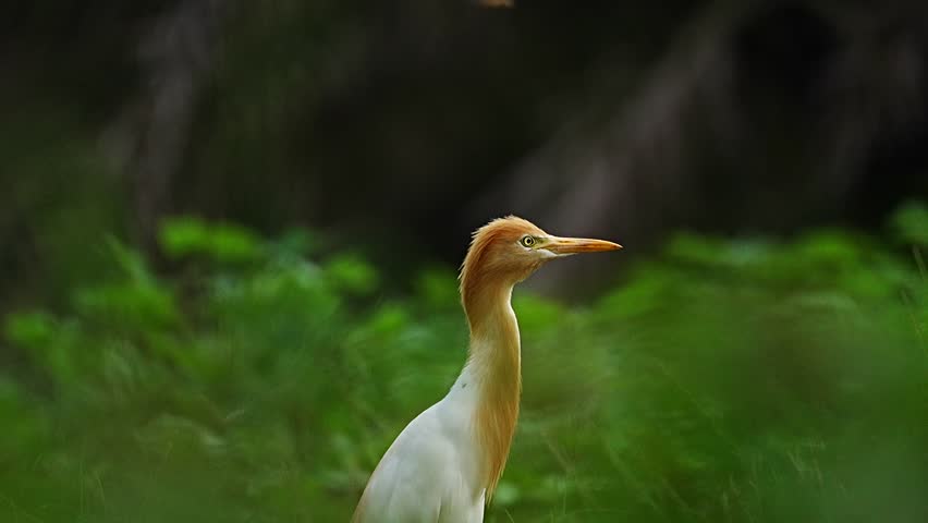 Western Cattle Egret (Bubulcus ibis) hunting insects on ground. Cattle Egrets, Snowy Egrets and beautiful, white Great Egrets fill the trees in a Texas wetland nature preserve. Beautiful video graphy 
