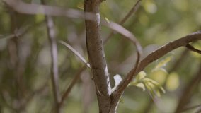 Close-view of tourist hand firmly grasping growing tree branch in sunlit forest, with natural textures of skin and bark in focus, surrounded by blurred greenery and soft, golden background light - Powered by Shutterstock - Get 15% off with code: PIKWIZARD15