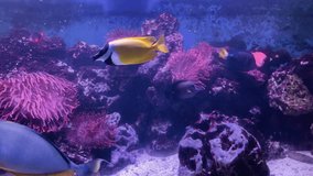 Undersea ecosystem, underwater sea life, colorful coral reef. Undersea landscape with fish and coral reef. - Powered by Shutterstock - Get 15% off with code: PIKWIZARD15