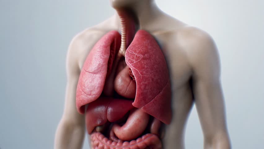 Realistic 3d animation of human lungs breathing, isolated on a white background