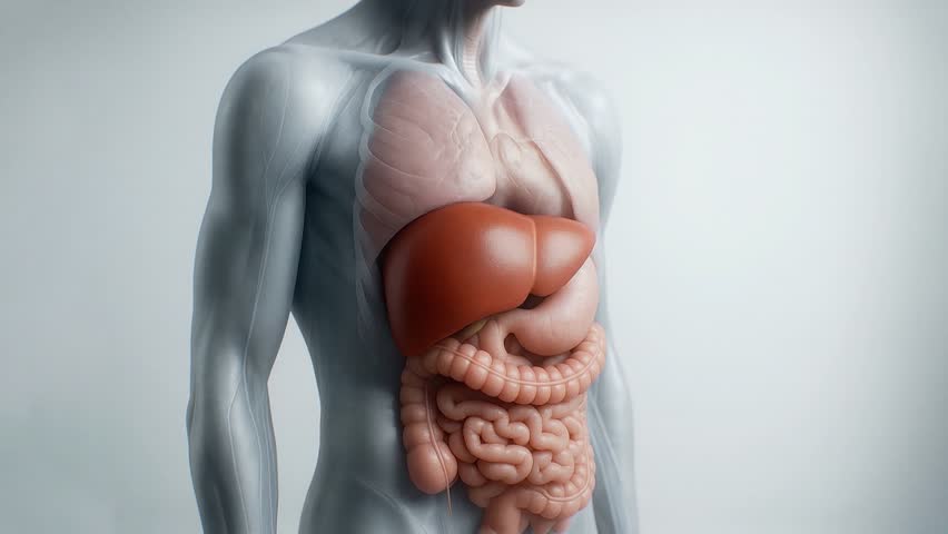 Liver evolving from healthy state to cirrhosis on white background