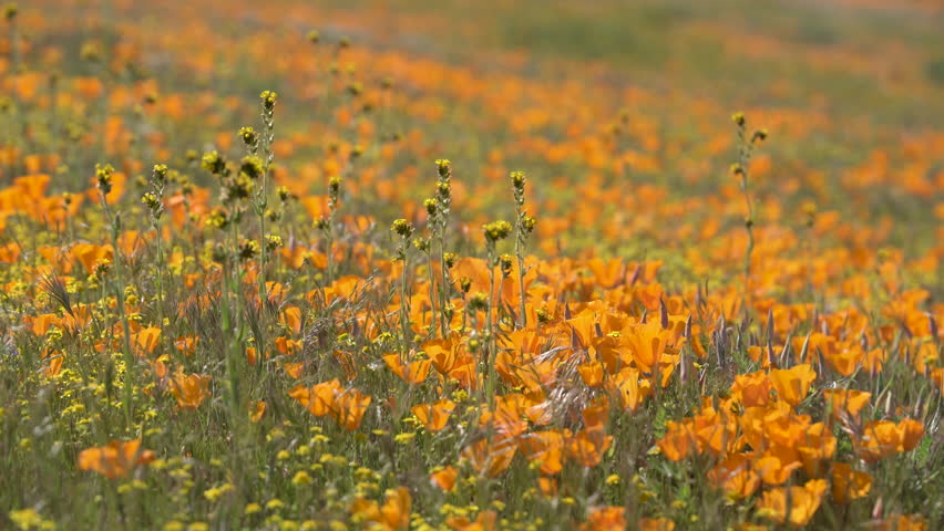 California Super Bloom Fiddlenecks and Poppy Flowers Closeup in Antelope Valley Poppy Reserve USA