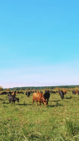In meadow, on farm, big brown and black pedigree, breeding cows, bulls are grazing. Cattle for meat production in pasture. selection of cows, bulls. in sun rays, summer day.