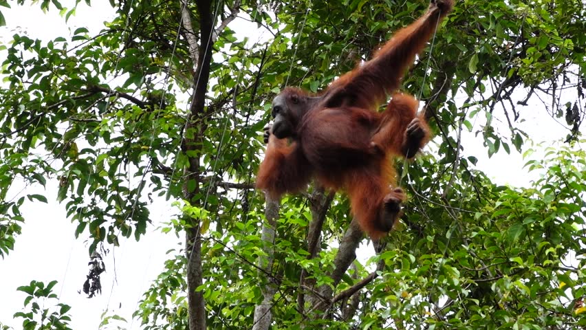 An endangered Orangutan swinging around in the jungle of Borneo Indonesia