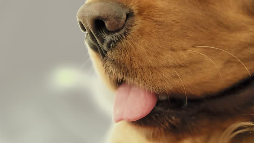 Close-up of an english cocker spaniel