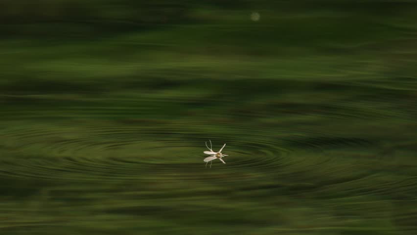 mayfly drifting on water surface