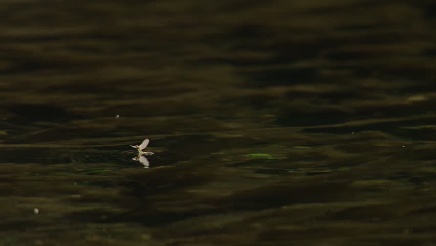 mayfly drifting on water surface