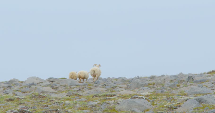 Sheep In The Rocky Mountains During Summer. Wide Shot