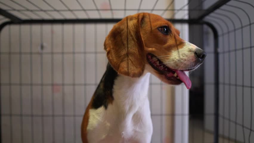 Beagle dog sitting inside a cage, looking calm and curious, showcasing a pet in confinement or kennel setting.