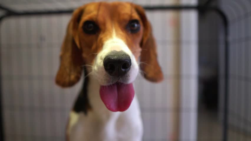 Beagle dog sitting inside a cage, looking calm and curious, showcasing a pet in confinement or kennel setting.