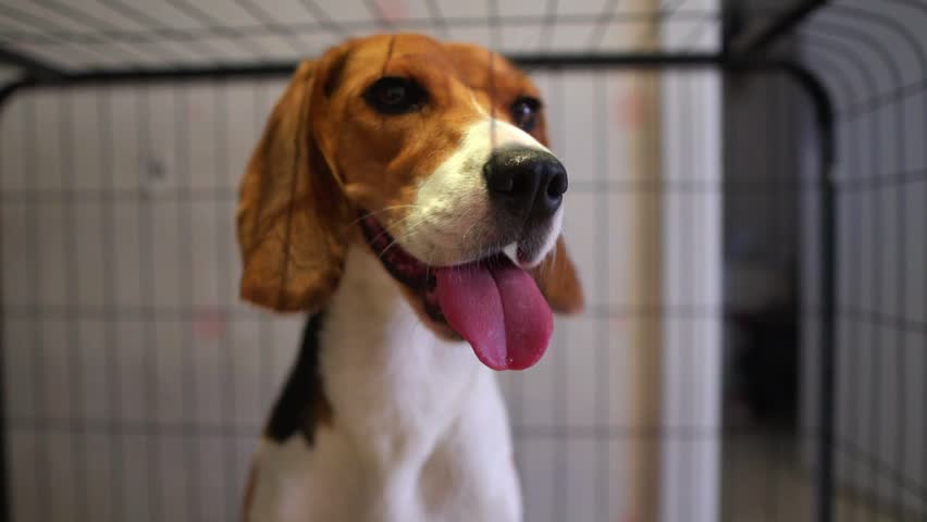 Beagle dog sitting inside a cage, looking calm and curious, showcasing a pet in confinement or kennel setting.