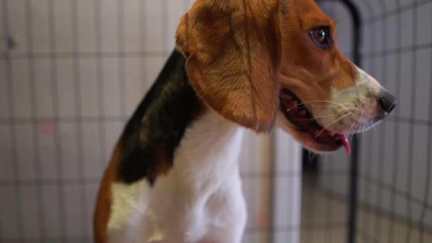 Beagle dog sitting inside a cage, looking calm and curious, showcasing a pet in confinement or kennel setting.