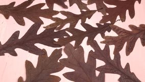 Brown autumn leaves of a white oak are on a pink paper, top view, to fall color palette, background - Powered by Shutterstock - Get 15% off with code: PIKWIZARD15