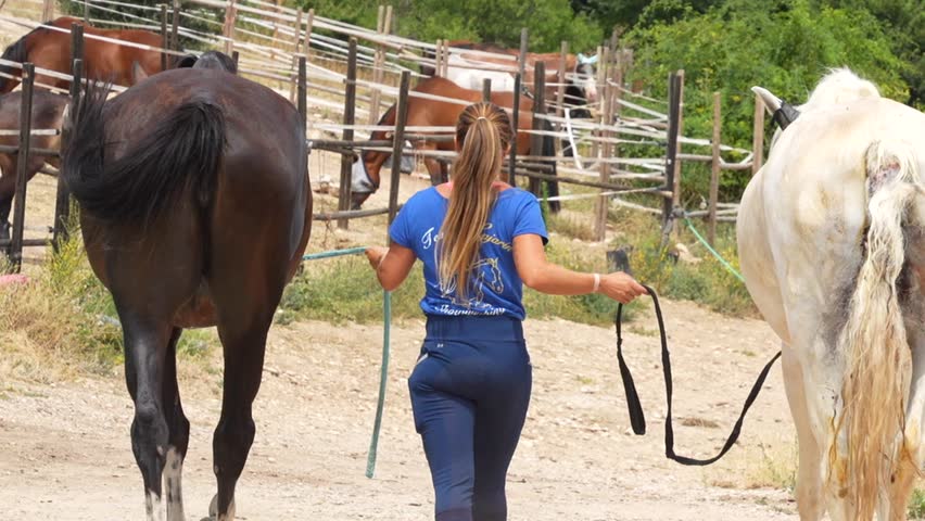 Female horse keeper leading two horses toward paddock on ranch. Back view