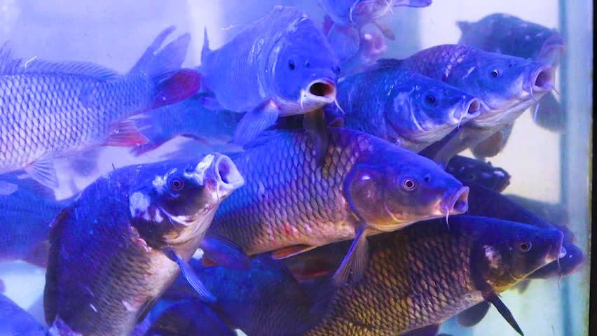 river carp in an aquarium for sale in a supermark
