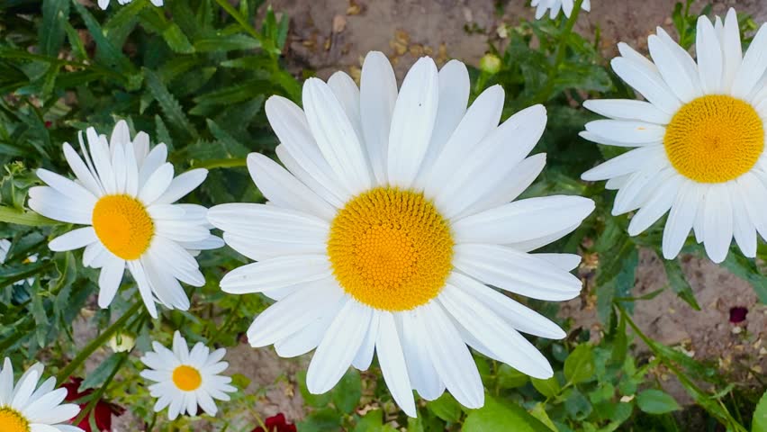 Large Daisies Blooming in the Spring Garden