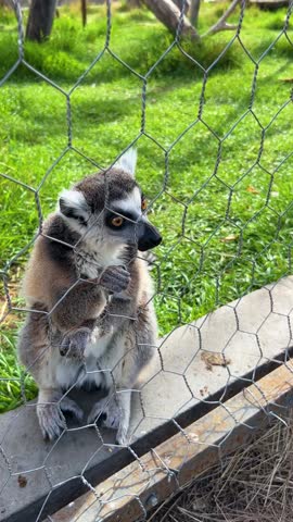 Ring-tailed lemur curiously reaches through a wire fence to take a yellow flower from a human hand.