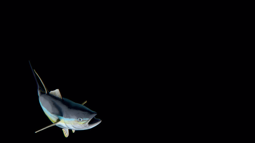 Tuna Fishes Swimming Gracefully Underwater