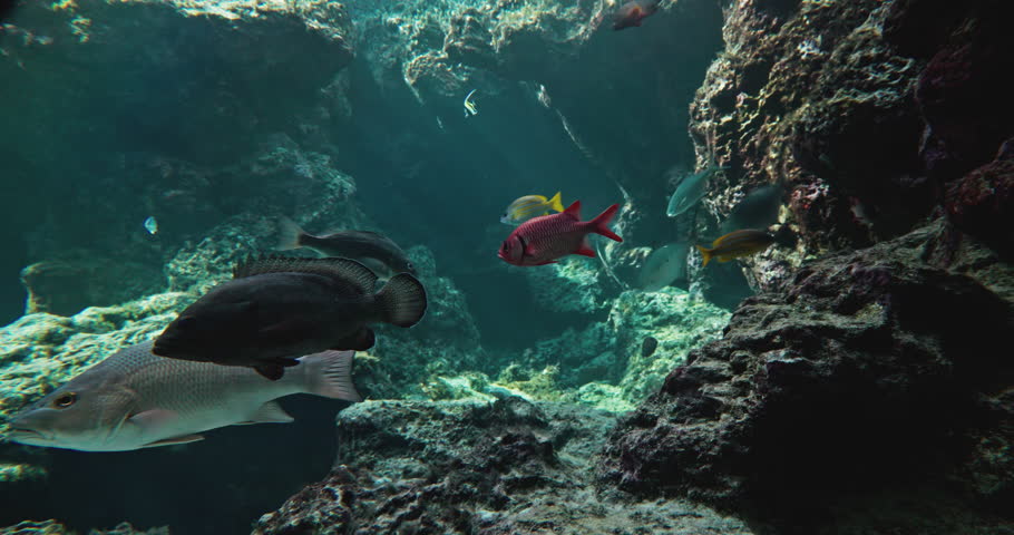 Explore and observe spectacular marine life at Okinawa Aquarium in Japan