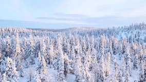 Aerial view of winter forest covered in snow in Finland, Lapland. Beautiful winter landscape - Powered by Shutterstock - Get 15% off with code: PIKWIZARD15