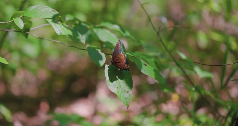 A beautiful Red Spotted Purple Butterfly (Limenitis arthemis) is resting on a leaf in a woodland setting. The sun is shining, creating shadows as the butterfly slowly flaps its wings before flying off