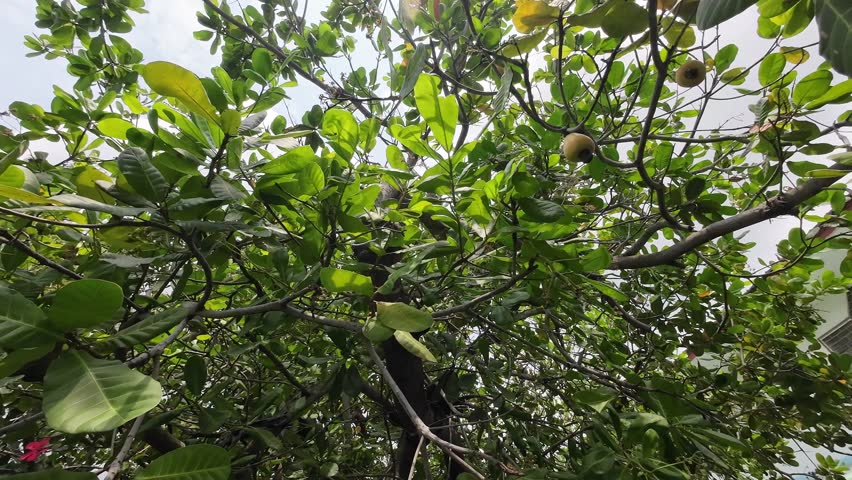 A cashew nut tree with ripe fruits hanging from branches, surrounded by lush green leaves in Phuket, Thailand