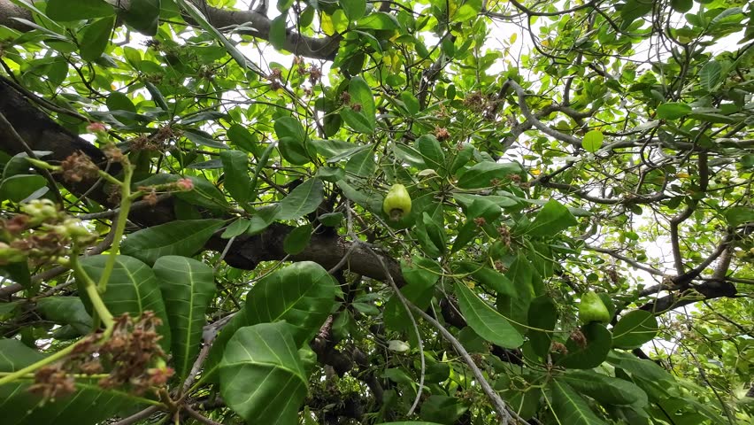 A cashew nut tree with ripe fruits hanging from branches, surrounded by lush green leaves in Phuket, Thailand