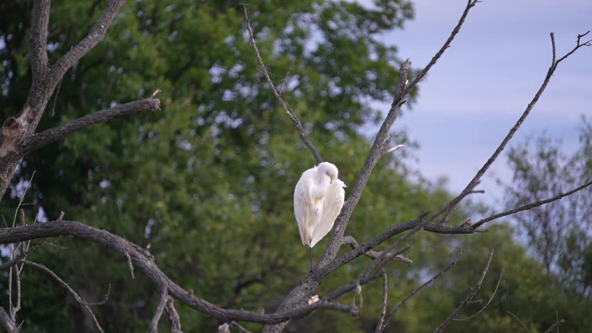 Great White Egret Standing on One Leg on a Branch of a Dead Tree
