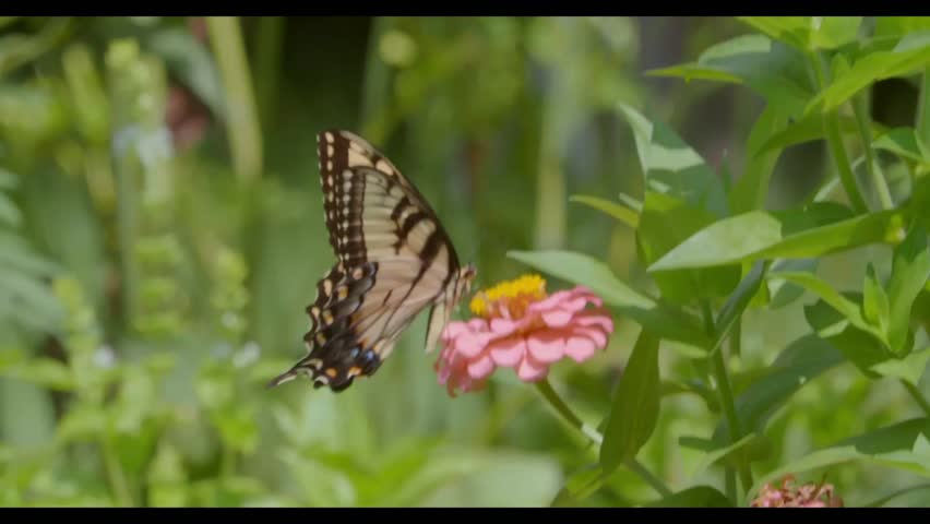 A tiger swallowtail butterfly (Papilio glaucus) lands on a pink zinnia flower, feeding peacefully in a lush summer garden